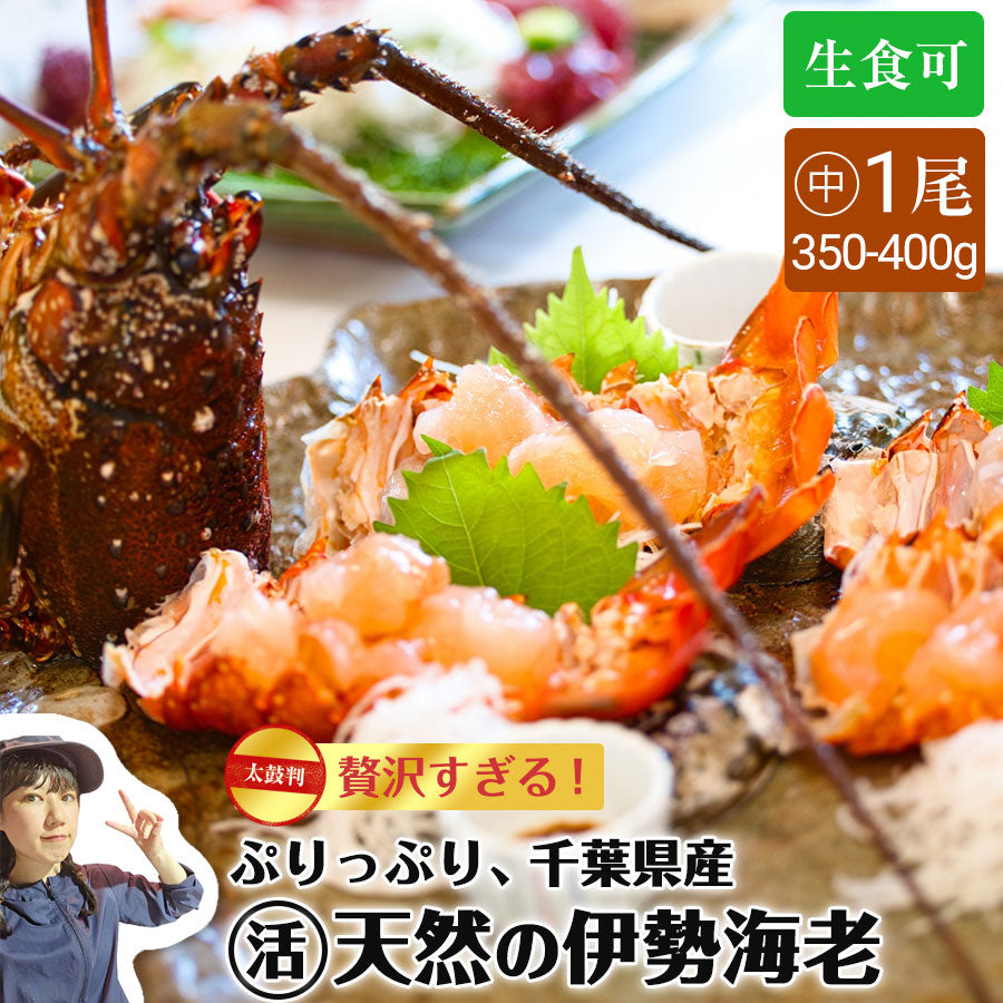 【送料無料】活伊勢海老 中 350～400g 1尾 千葉県産