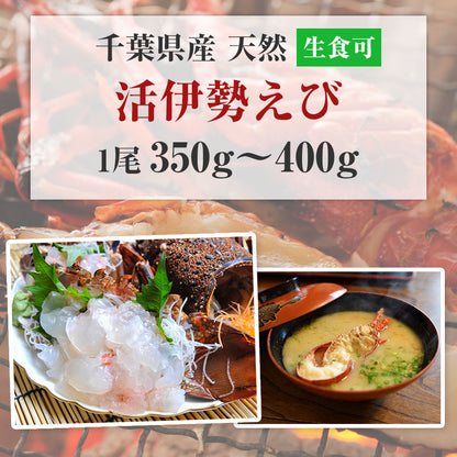 【送料無料】活伊勢海老 中 350～400g 1尾 千葉県産