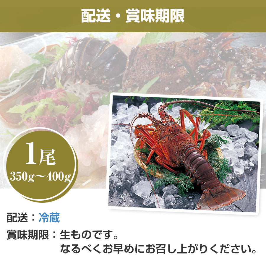 【送料無料】活伊勢海老 中 350～400g 1尾 千葉県産