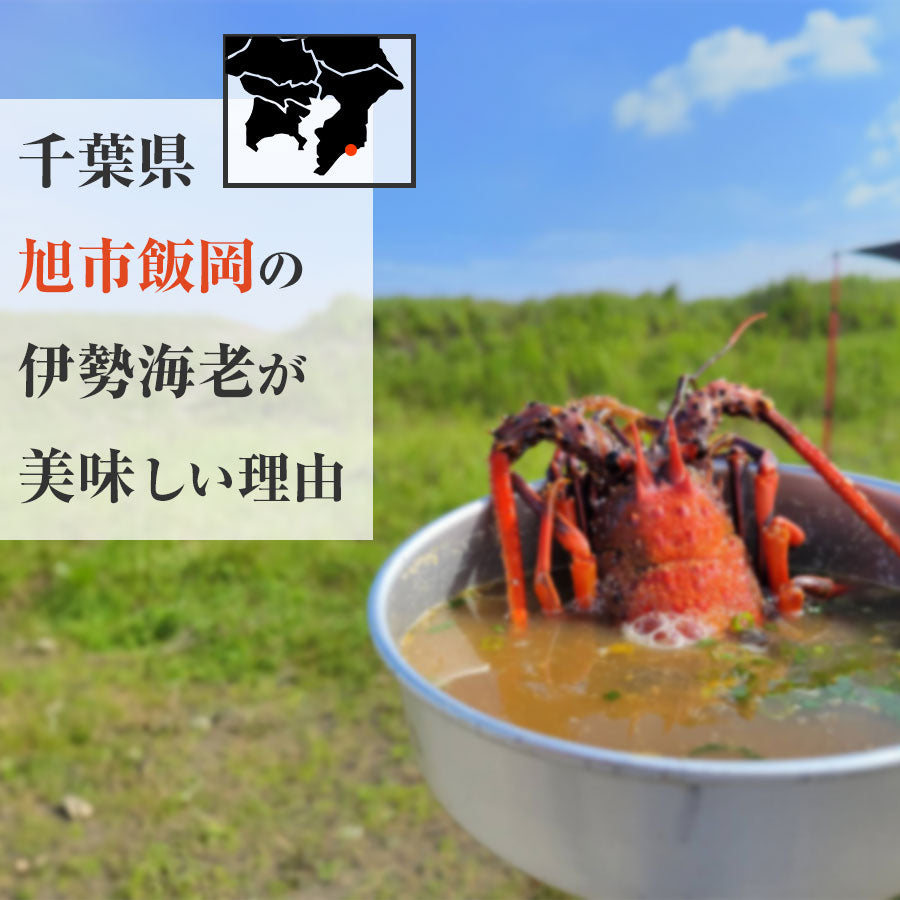 【送料無料】活伊勢海老 中 350～400g 1尾 千葉県産