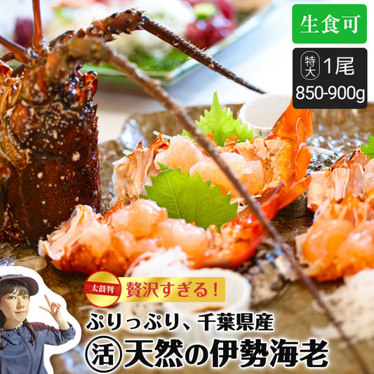 【送料無料】活伊勢海老 特大 850g〜900g 1尾 千葉県産