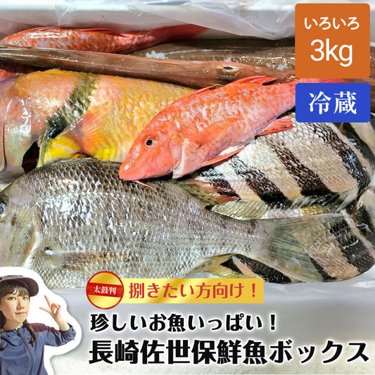 【捌きたい方向け！送料無料！】珍しいお魚が入ります！長崎佐世保鮮魚ボックス『色箱の詰め合わせ』(3kg )