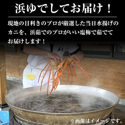 鳥取境港 浜茹で 紅ズワイガニ 300〜500gを5杯 ベニズワイガニ 甘い 蟹 かに 訳あり ※水揚げ次第出荷