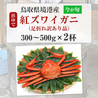 鳥取境港 浜茹で 紅ズワイガニ 300〜500gを2杯 ベニズワイガニ 甘い 蟹 かに 訳あり ※水揚げ次第出荷